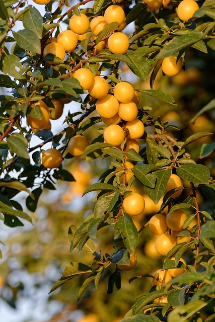 Confiture de mirabelles maison : une recette facile et gourmande 9 utroja0 mirabelle g0a0801d98 640