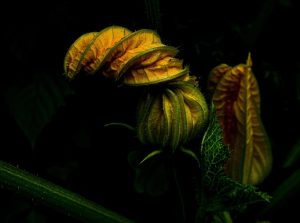 yalec zucchini gef43cd0ba 640