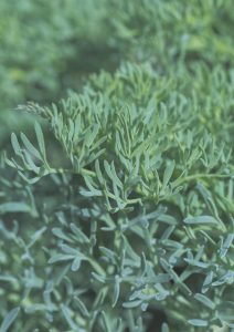 15414483 herbs gb38ec7deb 640
