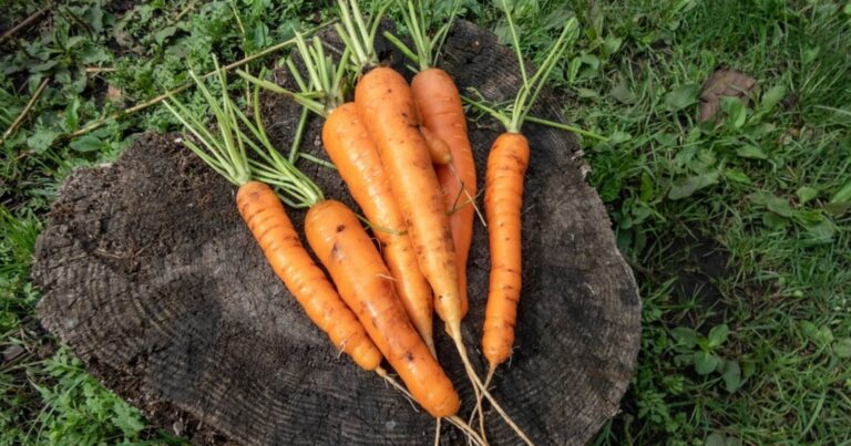 Maraîchage : le secret des anciens pour récolter des carottes parfaites cet automne 13 Normal 2026 08 28T095716.064 768x403 1