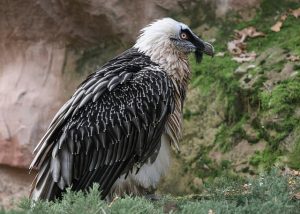 arminep bird gb144086a4 640