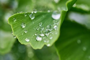 distelapparath ginkgo g7dae68159 640