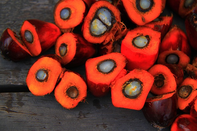 Récolter et conserver les noix et noisettes fraîches du jardin : tout savoir 7 feelphotoz palm oil g2c62f1d15 640