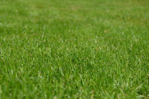 huskyherz grasses gd4aa5ad97 640