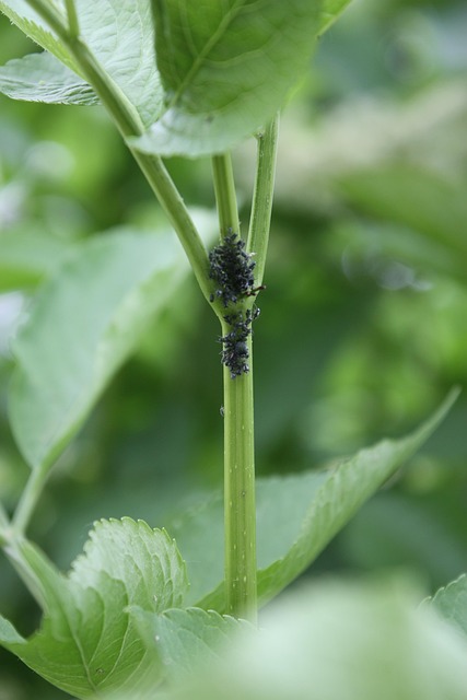 6 remèdes naturels contre les poux 1 image ws lice g00a4ee310 640