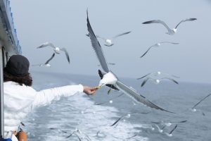jeejong58 seagull g4a48f70f3 640