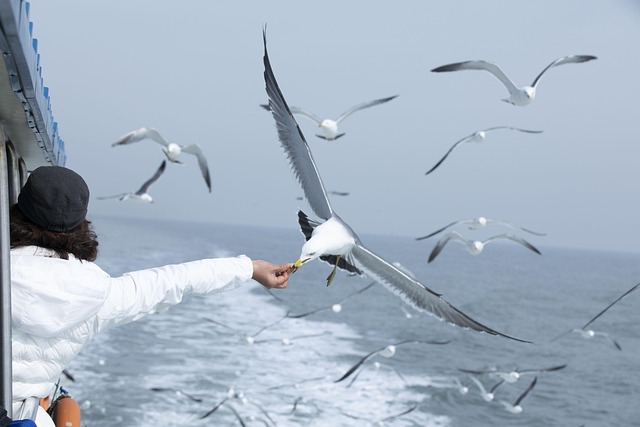 C’est le moment de planter cet arbuste unique qui révèle toute sa beauté en automne ! 3 jeejong58 seagull g4a48f70f3 640