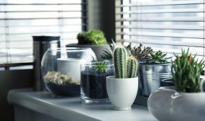 milivigerova pots g7c1ee264d 640