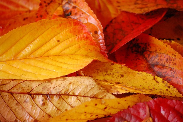 Une belle peau en automne : les astuces naturelles 100 % bonne mine ! 21 philsite91 bures g7532df986 640