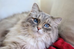 pictureman2014 cat gb8e7342ff 640