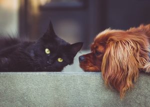 stocksnap dog g79d825b93 640