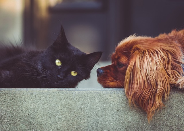 Puçage des chiens et chats : les nouvelles règles européennes 24 stocksnap dog g79d825b93 640