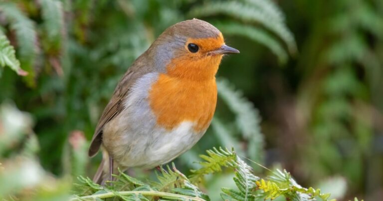 Rouge-gorge : 5 astuces imparables pour attirer le protecteur de votre jardin cet hiver 12 Normal 2026 09 14T115436.243 768x403 1