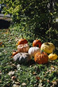 briannad26 pumpkins gbf0e54e4d 640