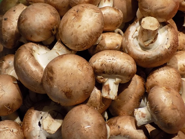 Cueillette de champignons : éviter l’intoxication avec ces 10 conseils indispensables 5 laila mushroom g280e69dec 640