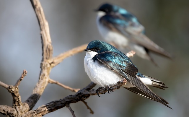 Oiseaux migrateurs : les secrets de leur tout premier voyage 13 terski tree swallows g0f9e36031 640